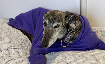 a grey and black dog in a blue jumper lies on a mattress